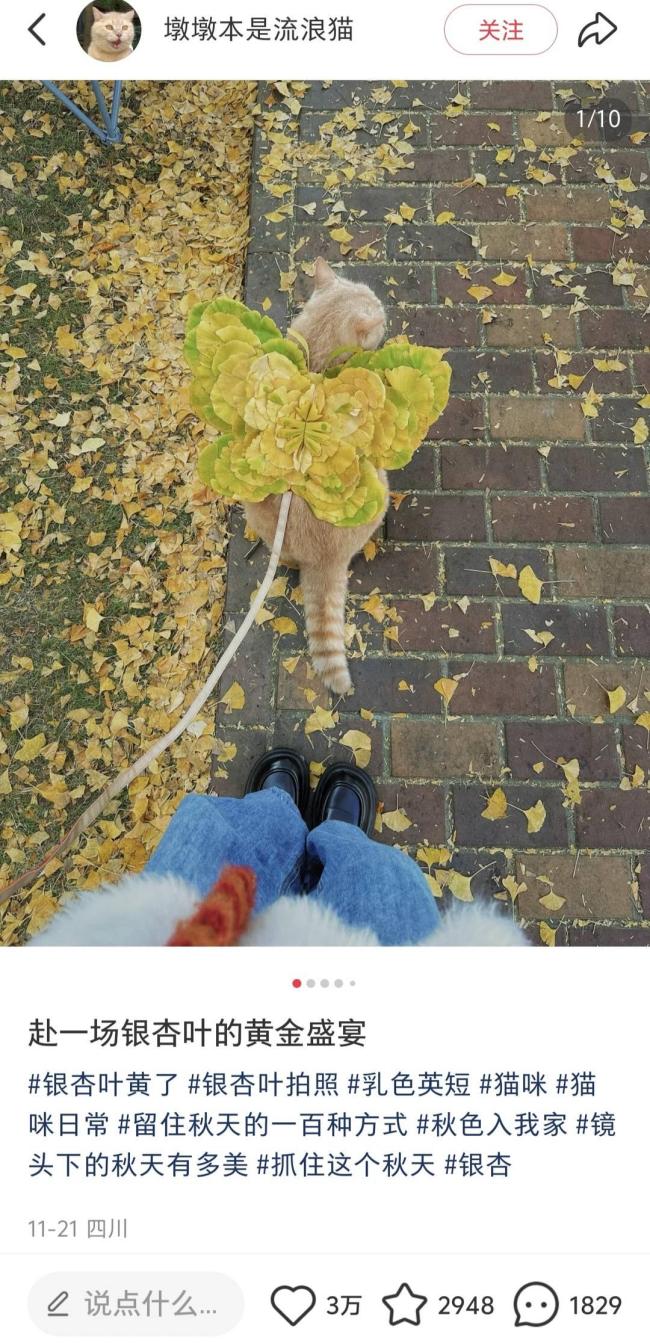 美術老師用銀杏葉給小貓咪做翅膀