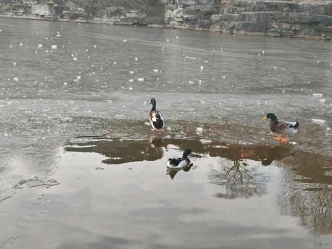 北京西山國(guó)家森林公園景觀水面結(jié)冰 安全提示需謹(jǐn)記