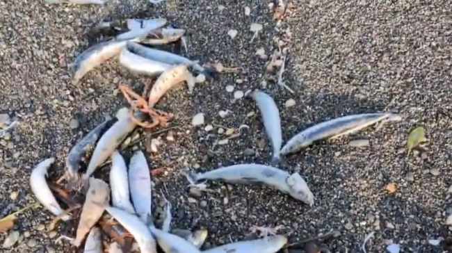 日本強震前2000條沙丁魚擱淺北海道