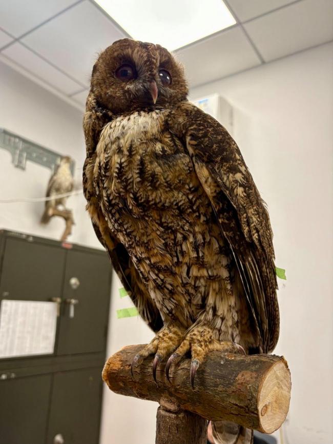 上海一只灰林鸮在博物館“重生” 標本延續(xù)生命故事