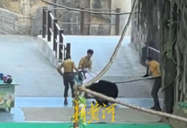動物園黑熊撲倒馴養(yǎng)員 表演永久停止、馴養(yǎng)員停職轉崗！