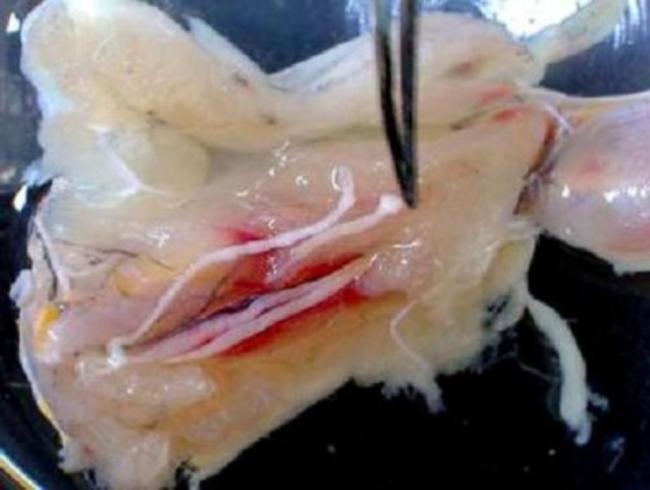 這樣吃火鍋等于“吃蟲” 這些“鮮嫩”吃法最危險！