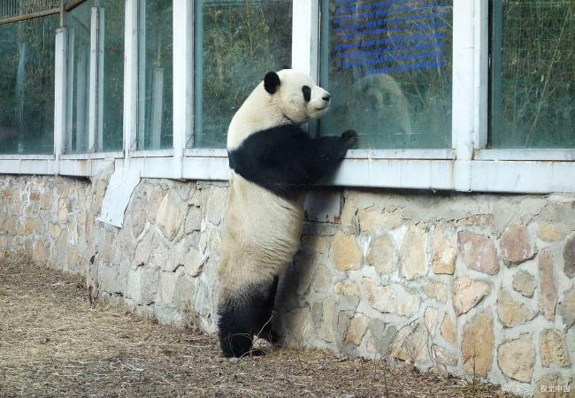 萌蘭再現(xiàn)“雪中吃筍”名場面 初雪最佳代言人