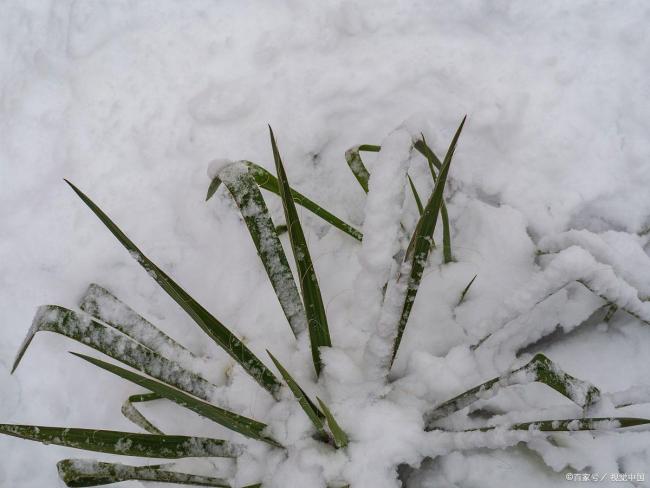 萌蘭再現(xiàn)“雪中吃筍”名場面 初雪最佳代言人