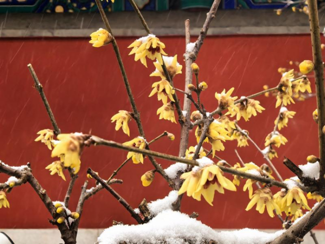 國家植物園上演“踏雪尋梅”奇景