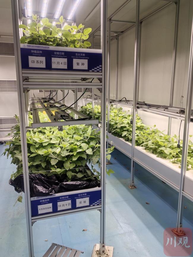 农业科技革新，高楼种植生菜，百平米场地年产达五十吨