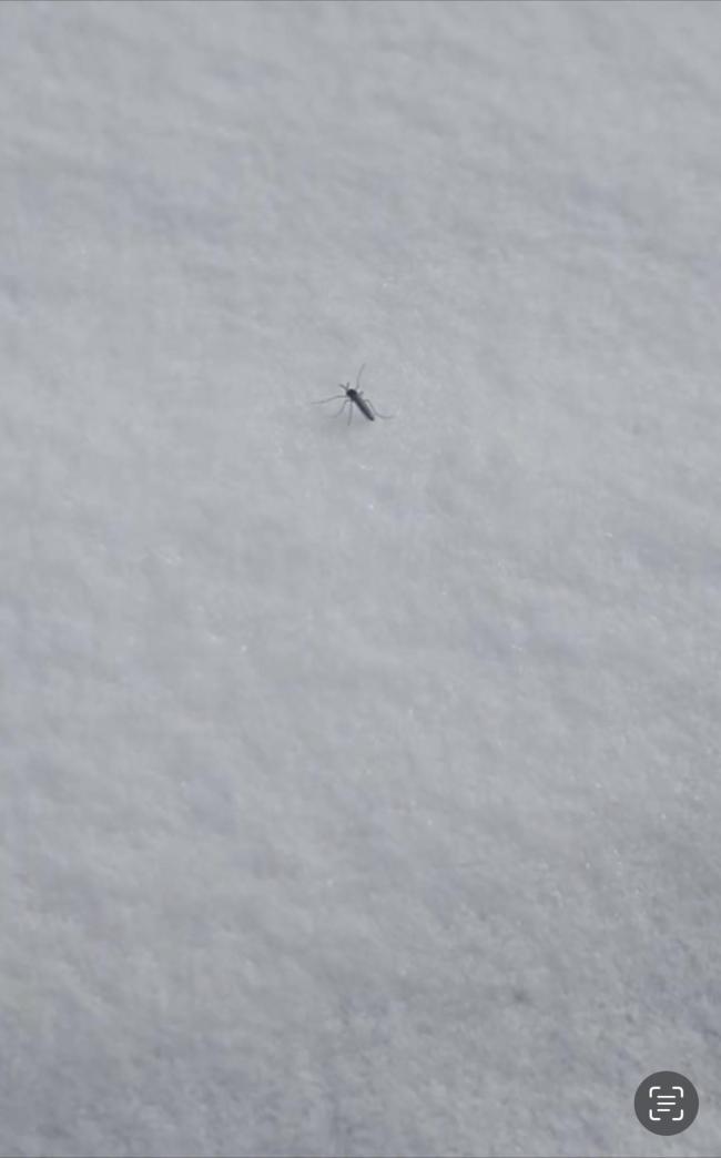 北京雪地上有蚊子在爬?专家回应