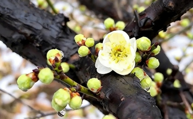 河南多地雪中梅花悄然绽放