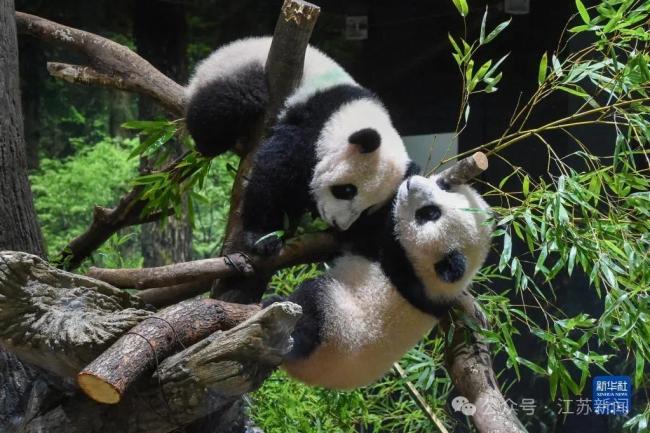 旅日大熊猫晓晓蕾蕾最新动态
