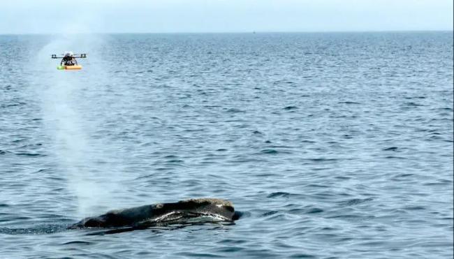 无人机飞进鲸鱼喷出的水柱，发现了致命病毒 北极鲸群健康拉响警报