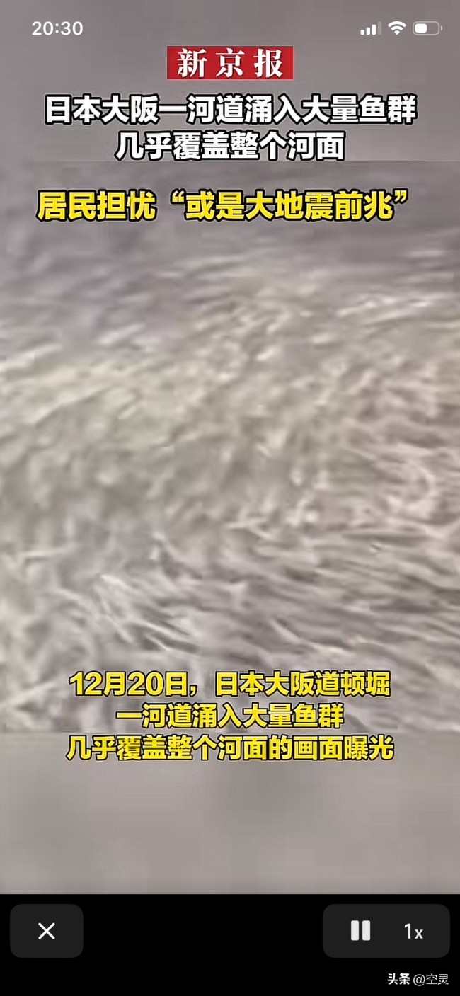 日本一河道涌入鱼群覆盖整个河面 地震前兆担忧引发关注