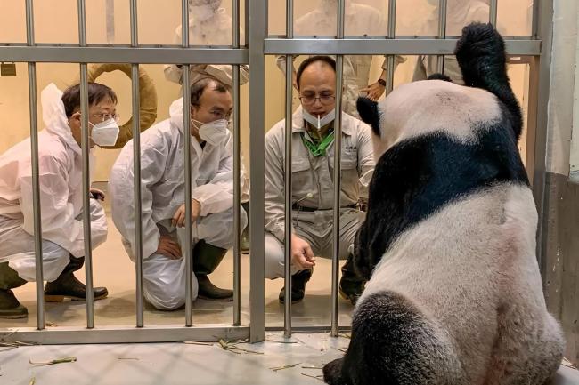 日本政客出奇招，盯上台湾大熊猫，中方严正警告！