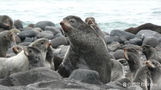 日本一无人岛密密麻麻都是北海狮 渔民损失惨重