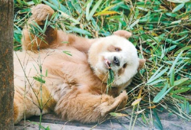 揭秘大熊猫“七仔”的真实日常 躺平生活背后的真相