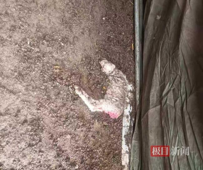 晋中一村民称家中120只羊被毒死 好友投毒震惊全村