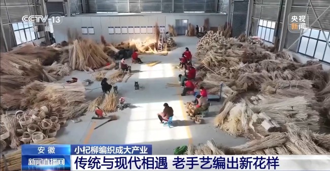 杞柳收割正當時 看阜南老手藝如何編織廣闊未來