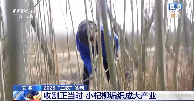 杞柳收割正當時 看阜南老手藝如何編織廣闊未來