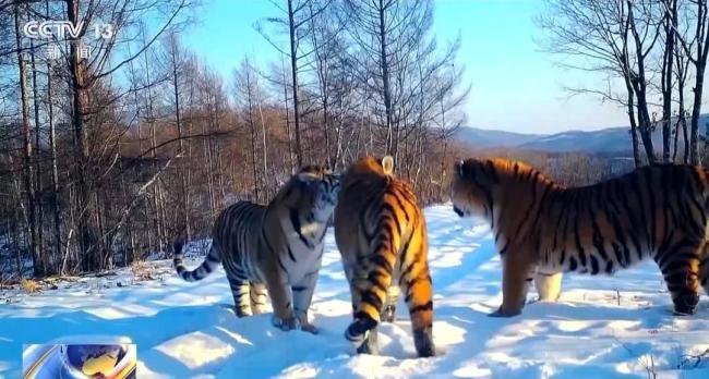 预警相机如何多次拍到东北虎家庭 罕见多产影像揭秘