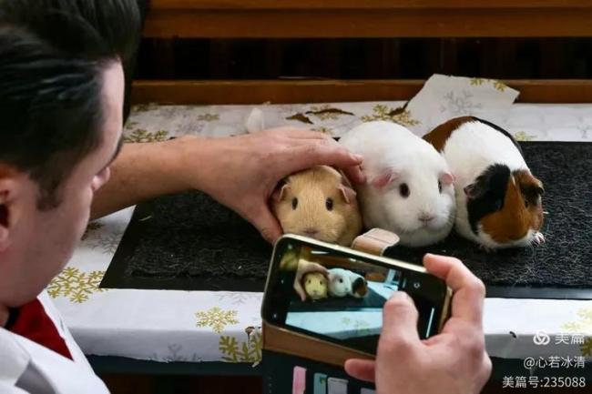 台北将向上海赠送一对黑脚企鹅 共促物种保育