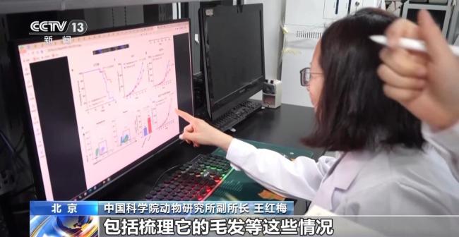 航天小鼠开枝散叶了 太空归来繁育成功