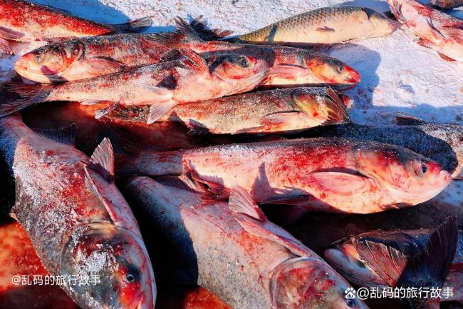 黑龙江连环湖现巨型鱼舞台 冬捕盛宴引关注