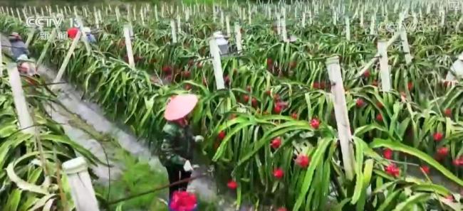 2025“三农”成绩单 脱贫地区稳步发展