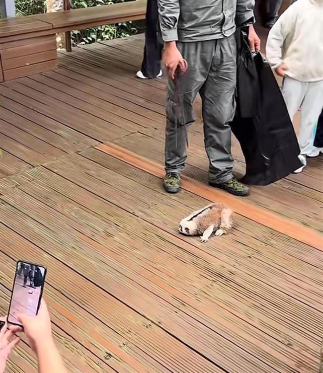 游客摇树致懒猴坠落 景区回应