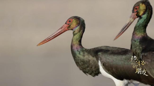 黑鹳在北京的爱情故事令人动容 忠贞生灵的城市共生
