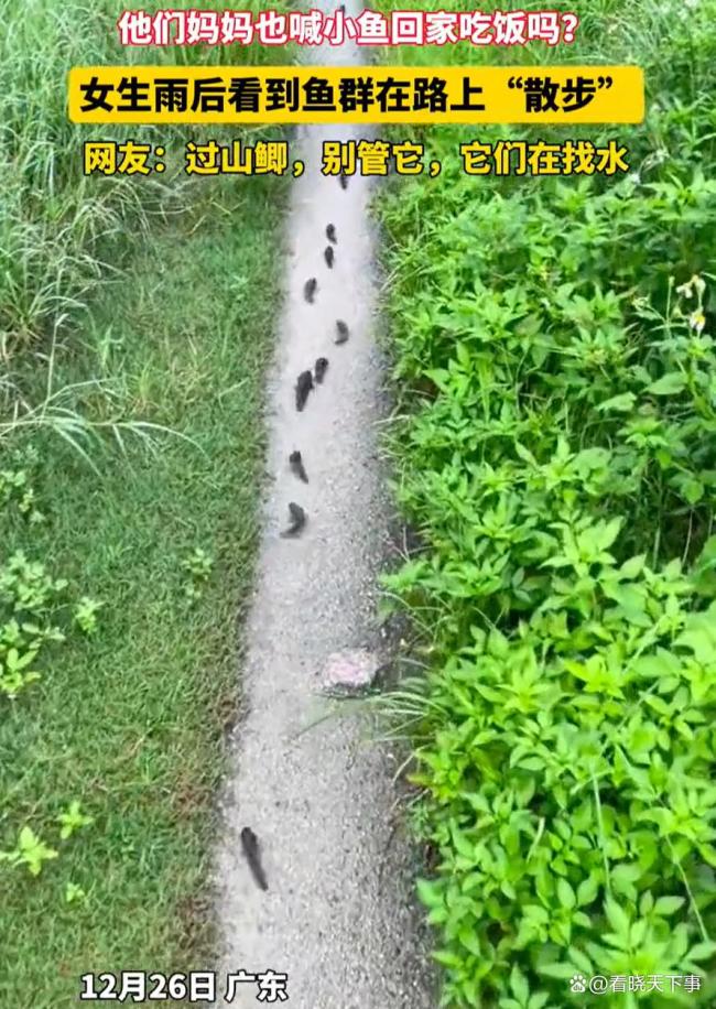 网友发现鱼儿排队“走路”，鲫鱼过山奇