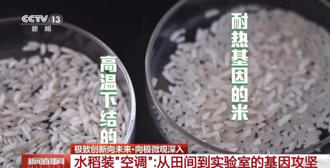 基因攻坚守护我们的“米饭自由” 破解水稻耐热基因密码