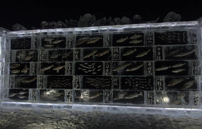 黑龙江一景区现3米高冰封鱼墙 展示20余种江鱼