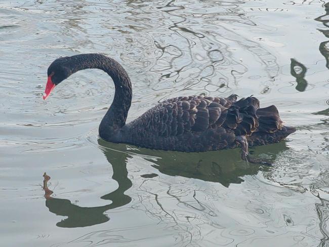 北京:西郊雨洪调蓄工程迎来黑天鹅 城区水环境持续向好
