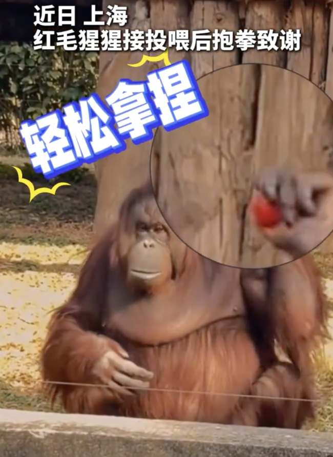 猩猩被投喂抱拳致谢 再进化该上班了