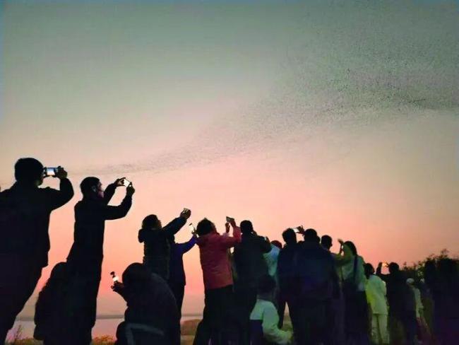 无人机闯入鸟浪 山东东营出台禁飞令