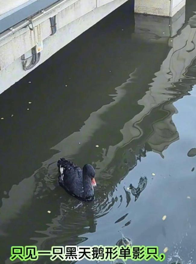 大连一只黑天鹅被盗疑遭宰杀 伴侣悲痛绝食