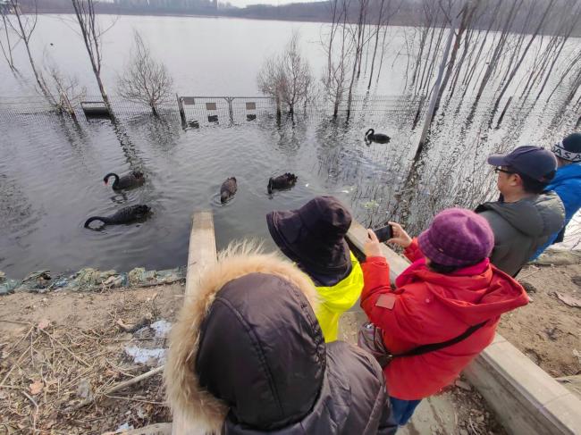 西郊雨洪调蓄工程迎来黑天鹅 生态改善见证
