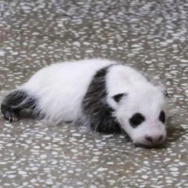 大熊猫七七即将返回四川 开启新生活旅程