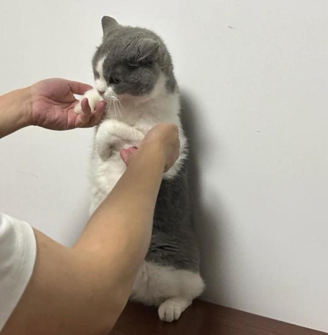 原来衣服的帽子是给小猫住的 男人带猫后果严重