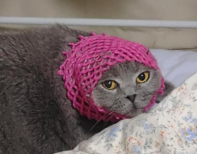 原来衣服的帽子是给小猫住的 男人带猫后果严重