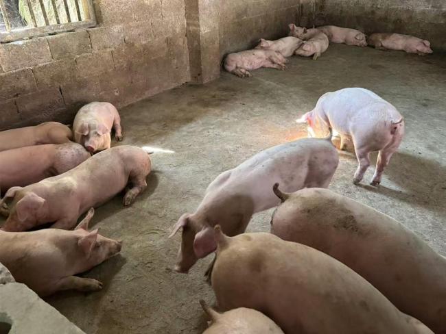 广西玉林95后养猪人放歌给猪听