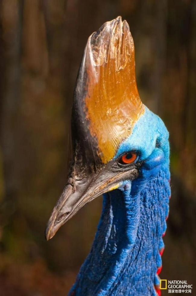 轻松咬碎头骨,掏出内脏?这只世界上最危险的鸟一生都在被误解 鹤鸵的真实面貌