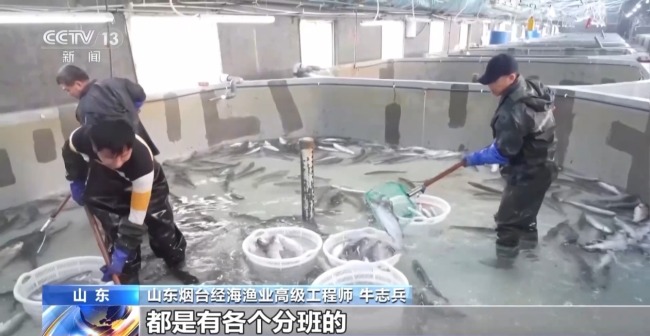 上百万尾鱼苗跨越山海 “蓝色粮仓”加速丰盈