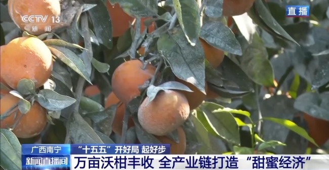 小果子撬动大产业 万亩沃柑迎丰收