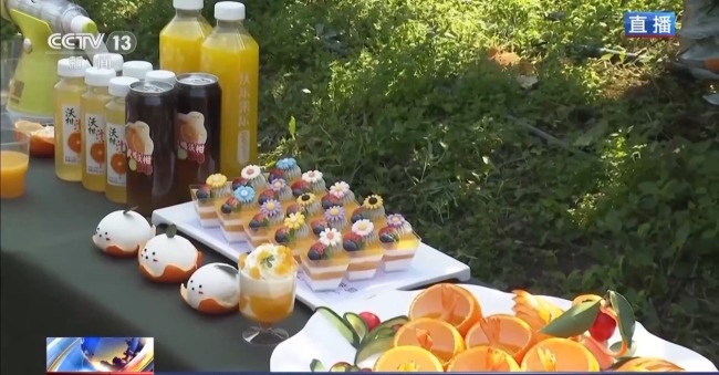 小果子撬动大产业 万亩沃柑迎丰收