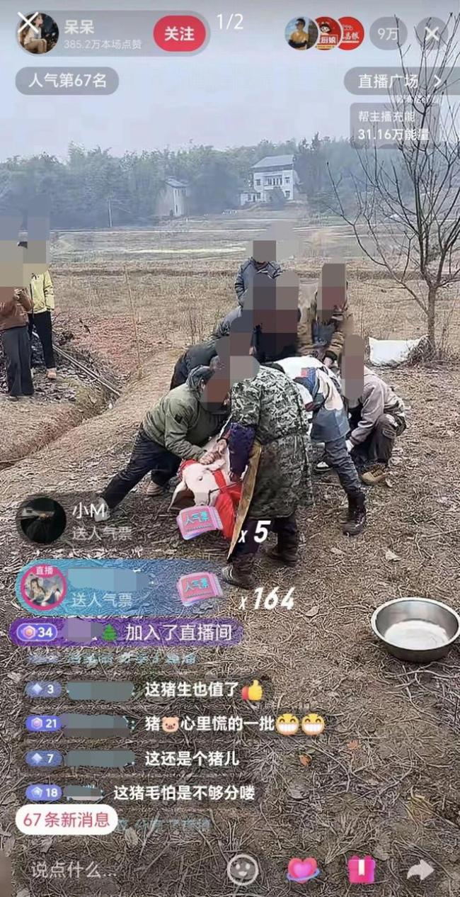 合川文旅：忙了一年流量不如两只猪