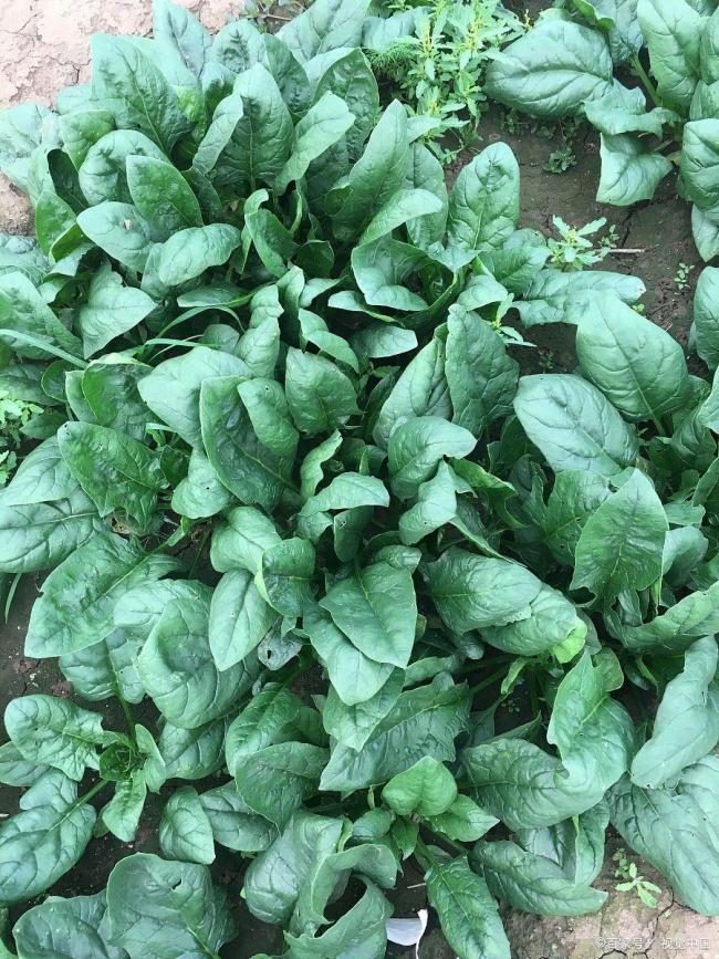 河南趴地菠菜爆火后每单降价2元