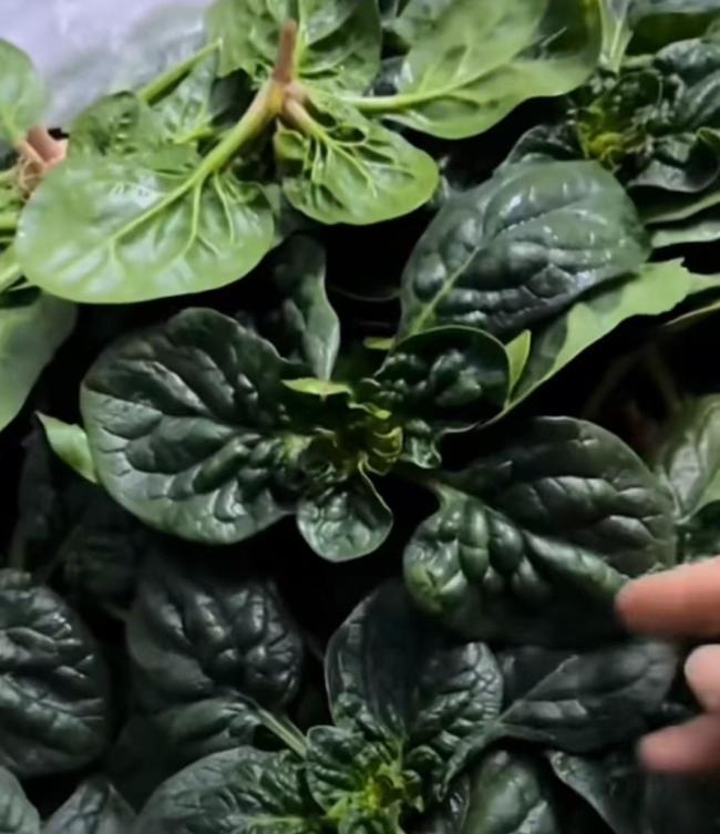 趴地菠菜黄心菜 河南本土蔬菜破圈 互联网助力鲜蔬走红