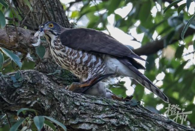 猛禽捕食鸳鸯不干扰不打扰 自然法则下的生存竞争