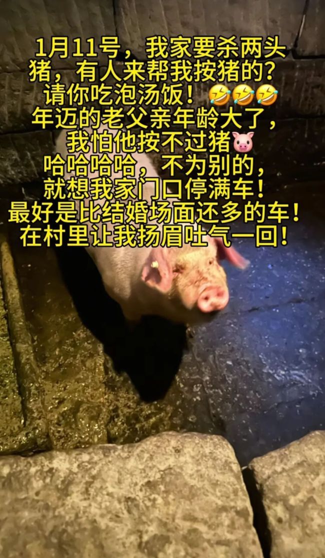 博主求助“按年猪”获网友响应 乡村嘉年华引爆全网热情