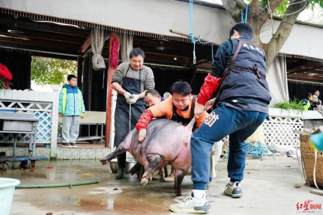 成都周边杀猪宴预订火热 刨猪汤火爆出圈